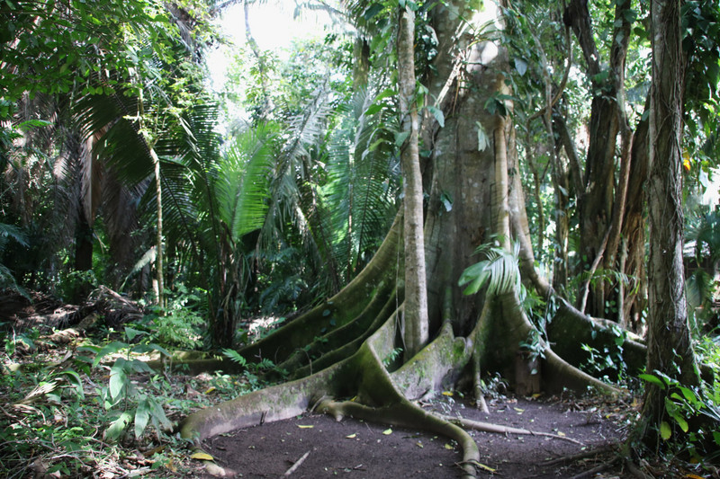 Jungle hike - mahogany and breadfruit trees