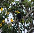 Keeled billed toucan 