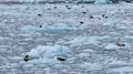 Harbour seals on ice flows