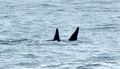 Two orca killer whales