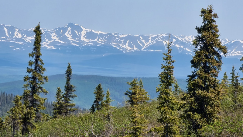 Spruce forest and distant peaks