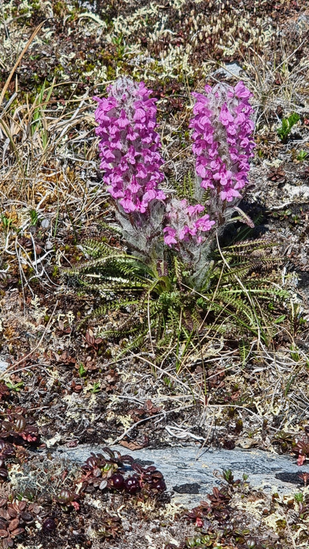 Mountain spring flowers