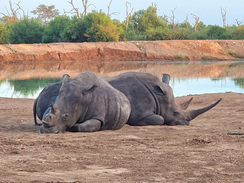 Sleeping rhinos by our waterhole