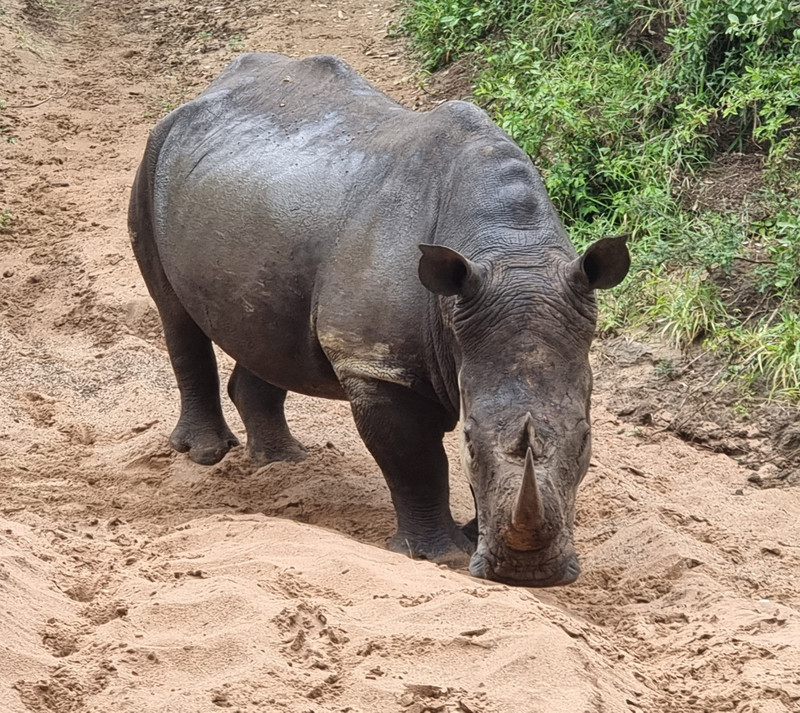 Young male rhino