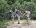 Curious zebra