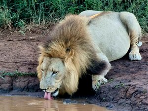 Thirsty lion
