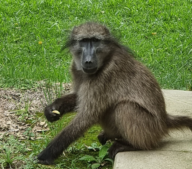 Baboon on our terrace