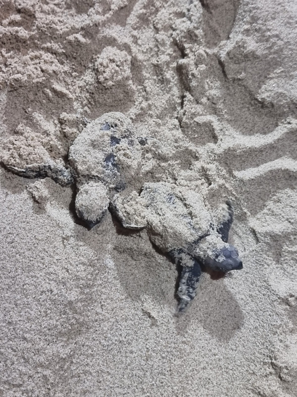 Sandy turtles emerging