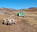 Sheep farm and rustic accommodation 