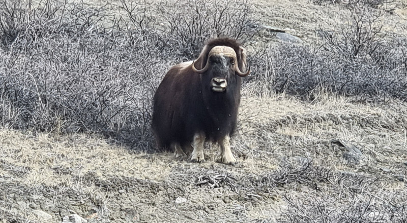 ... except musk ox.