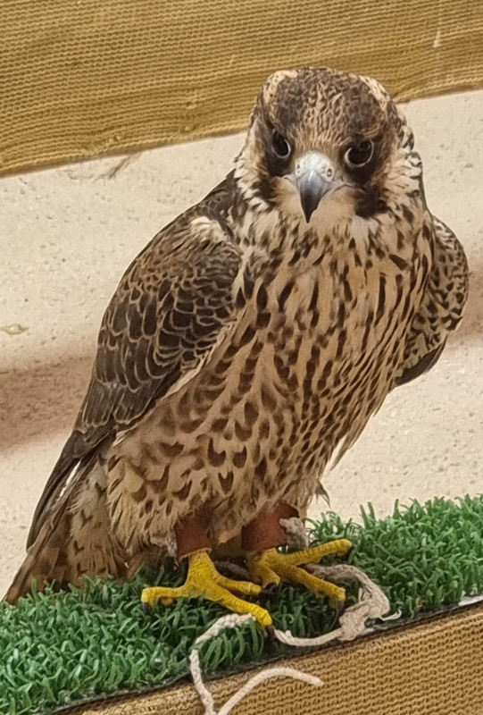 Falcon souk