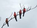 Cardinal beeeaters