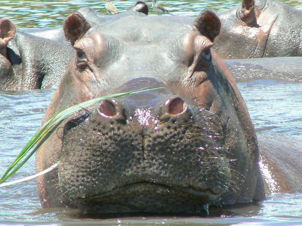 Hippo in the Chobe river