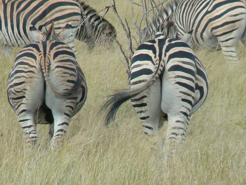 Zebra bums
