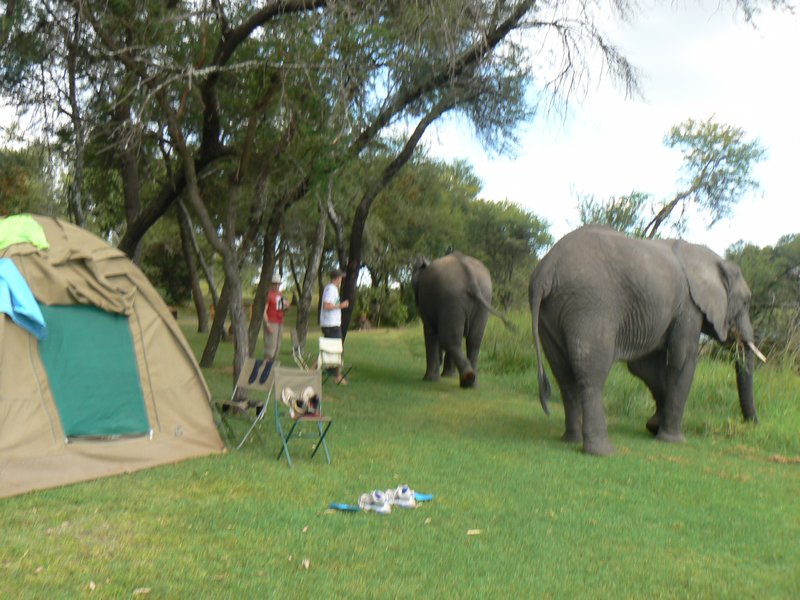 Elephants camp invasion