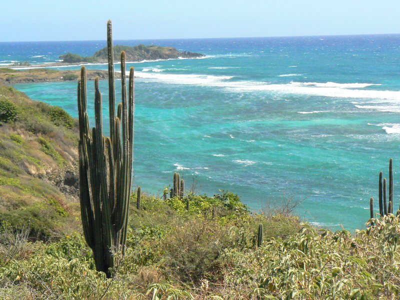 Seaside cacti