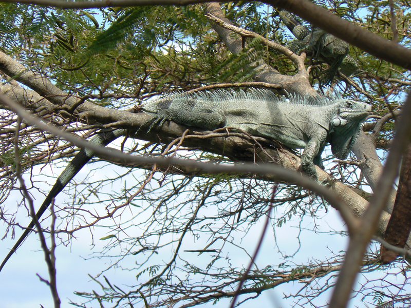 Iguana in our tree