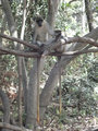 More monkeys hanging out