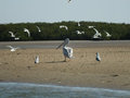 Birds on sand bank