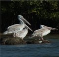 Les pelicans