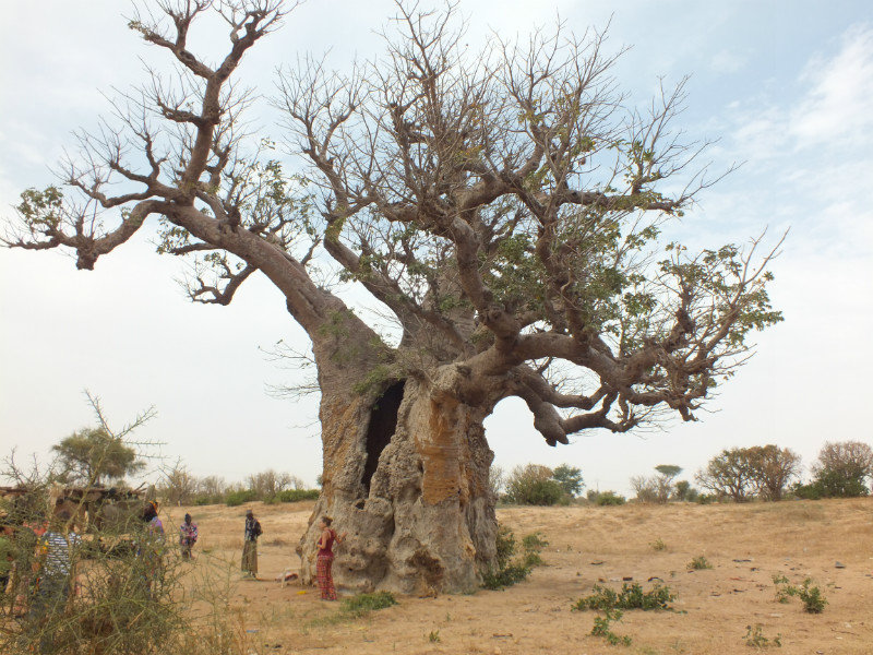2000 year old baobab tree