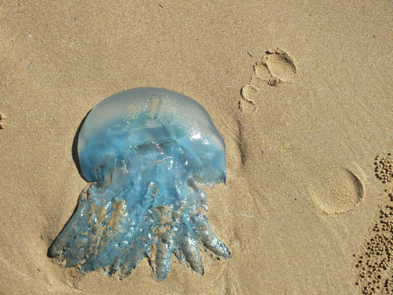 Jellyfish on Hervey Bay beach