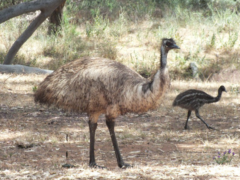Emu mum and baby