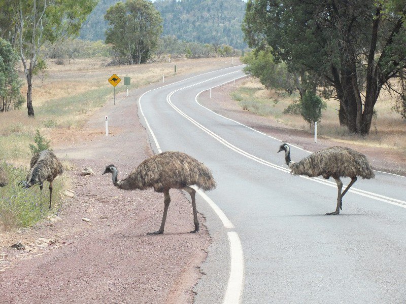 Emus crossing