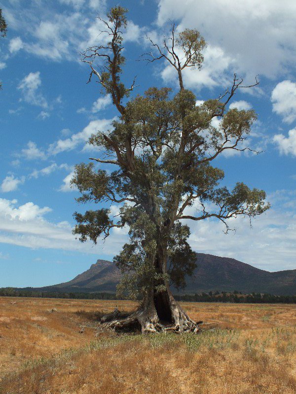 Old eucalyptus tree