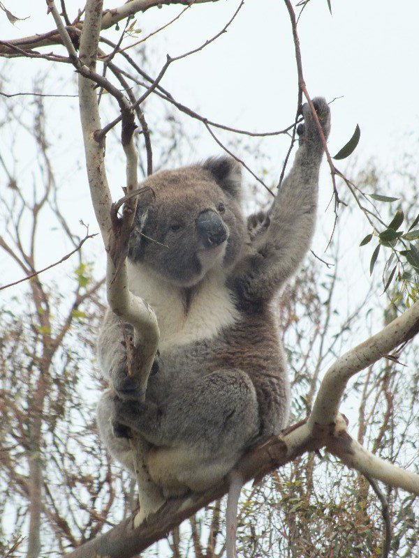 Koala waving goodbye? | Photo