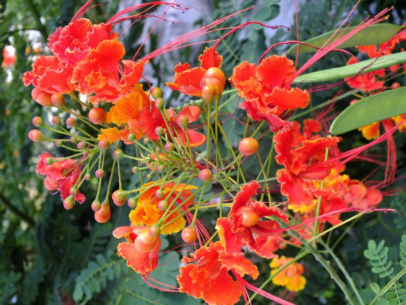 Barbados National Flower Photo