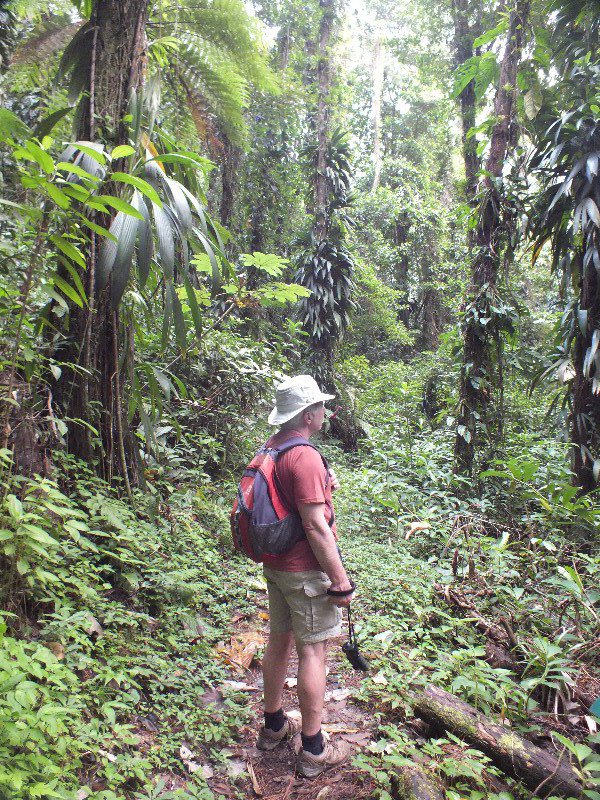Rainforest trail