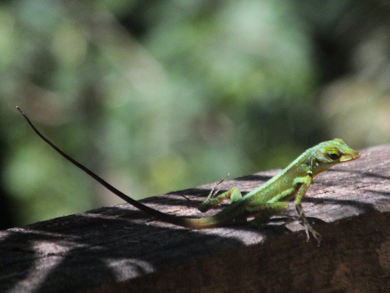 The house anole