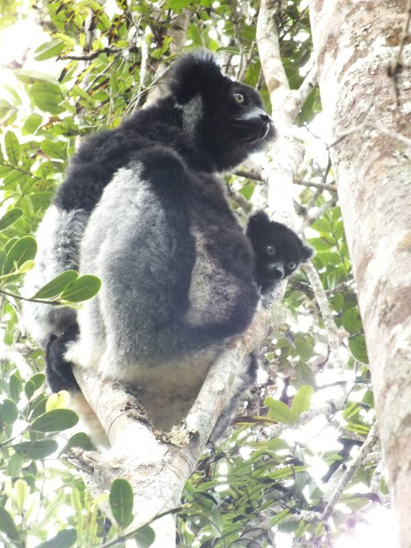 Indri lemur with baby