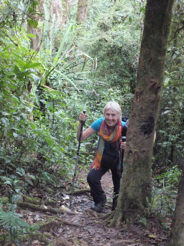 Climbing through the rain forest