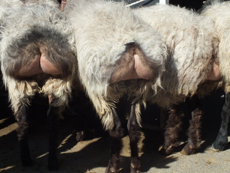 Fat tailed sheep in the market