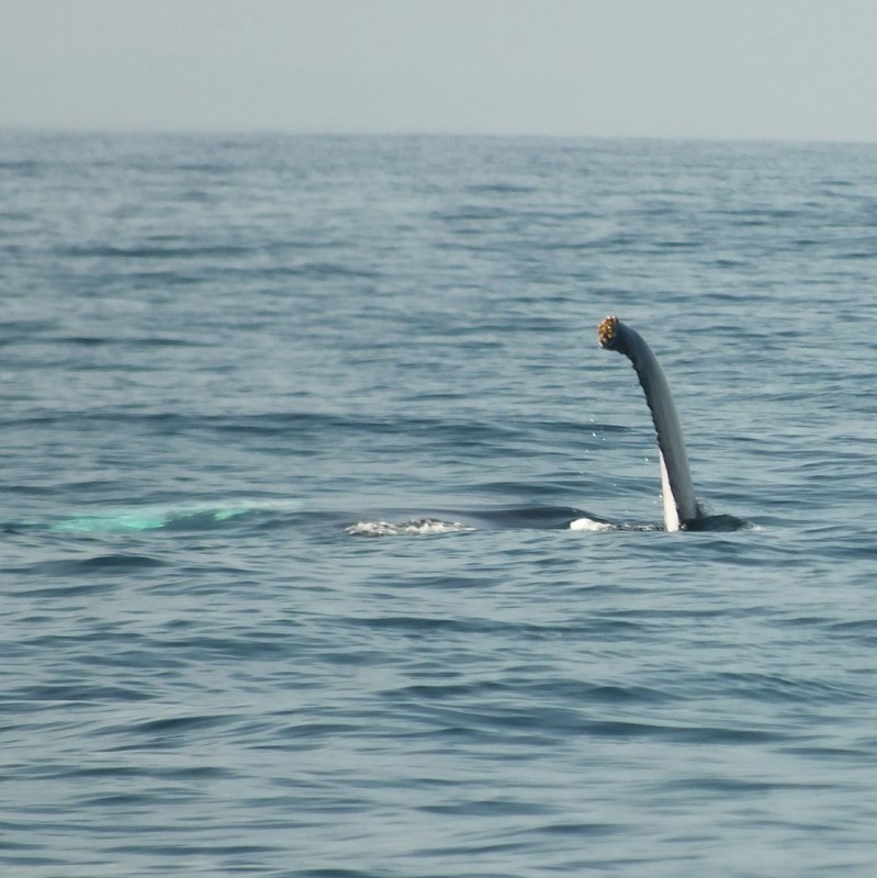 Whale flipper