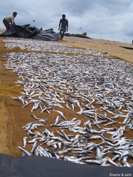 Dried fish on Negombo beach