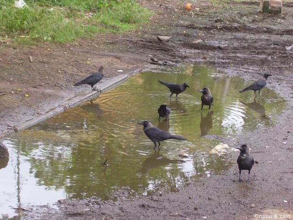 SL crows - Negombo