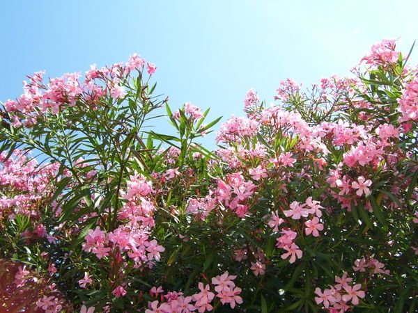 A lot of Pinky flowers..:D