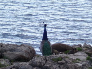 A Peacock looking over the Adriatic Sea - Lokrum Island