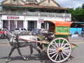 A horse cart - Mysore