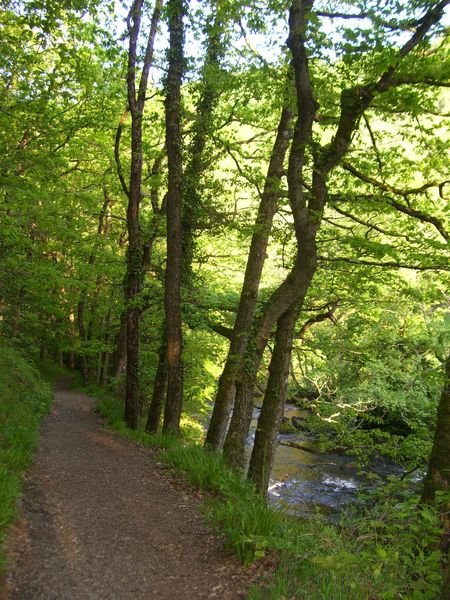 The path alongside the river Teign