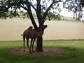 A lonely camel & the tree - Palace of Mysore