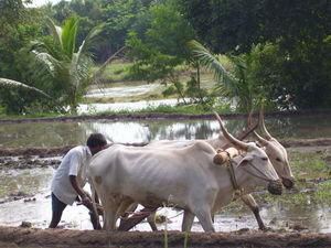 A farmer at work - Srirangapattana