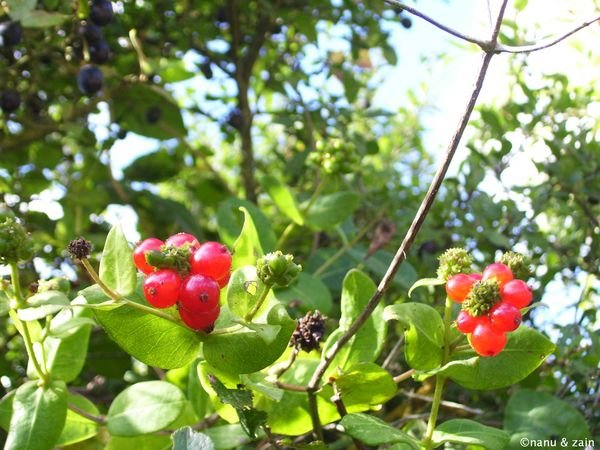 Fruits of wild berries 