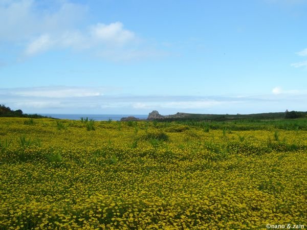 Sunflower field -  Brehat Island