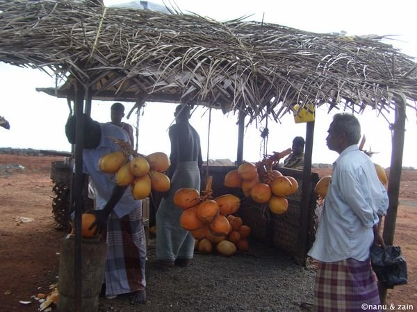 King coconut seller - Midigama