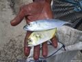 Catch of the day - Stilt fisherman - Ahangama
