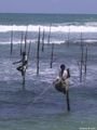 Stilt fishermen - Ahangama